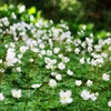 ニリンソウ　花畑2
