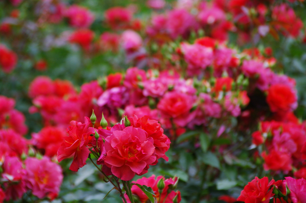 薔薇園