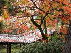 禅寺の秋Ⅱ