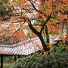 禅寺の秋Ⅱ