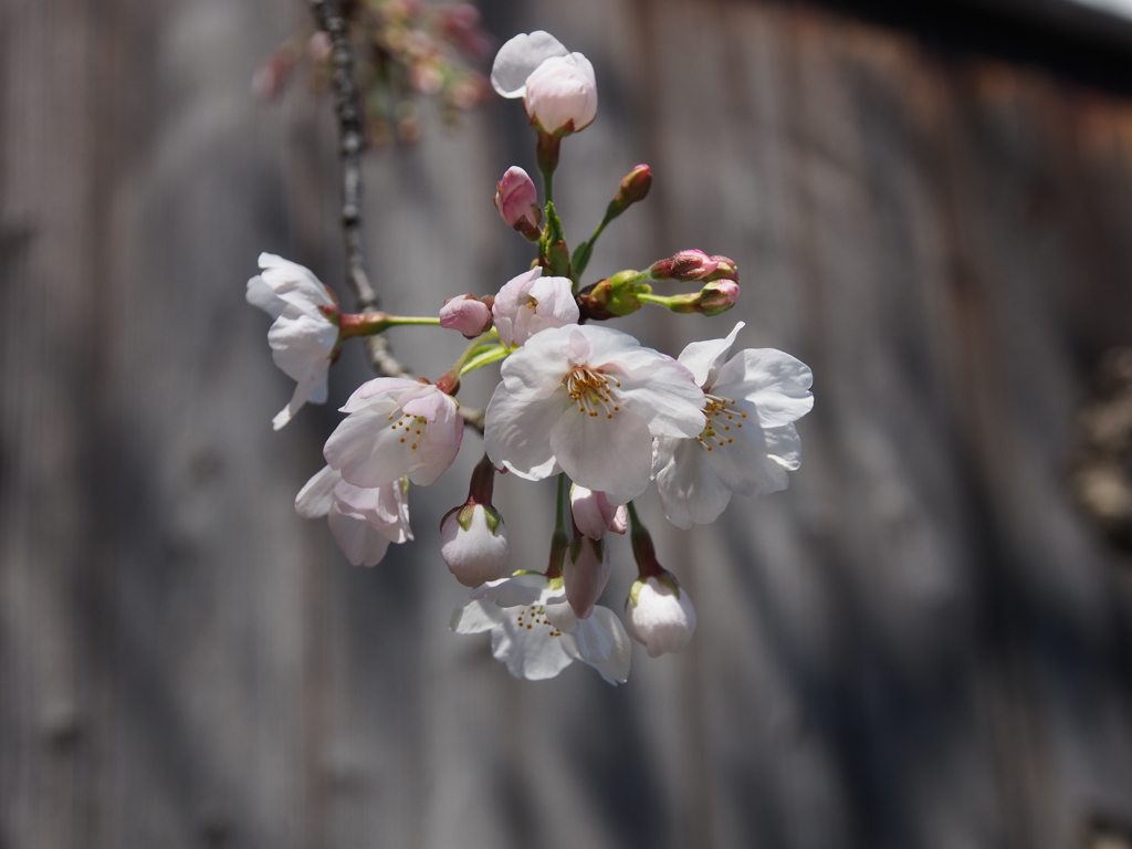 さくら　開花１