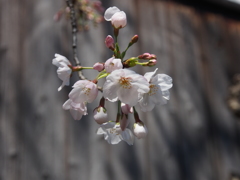 さくら 開花1 さくら 開花1