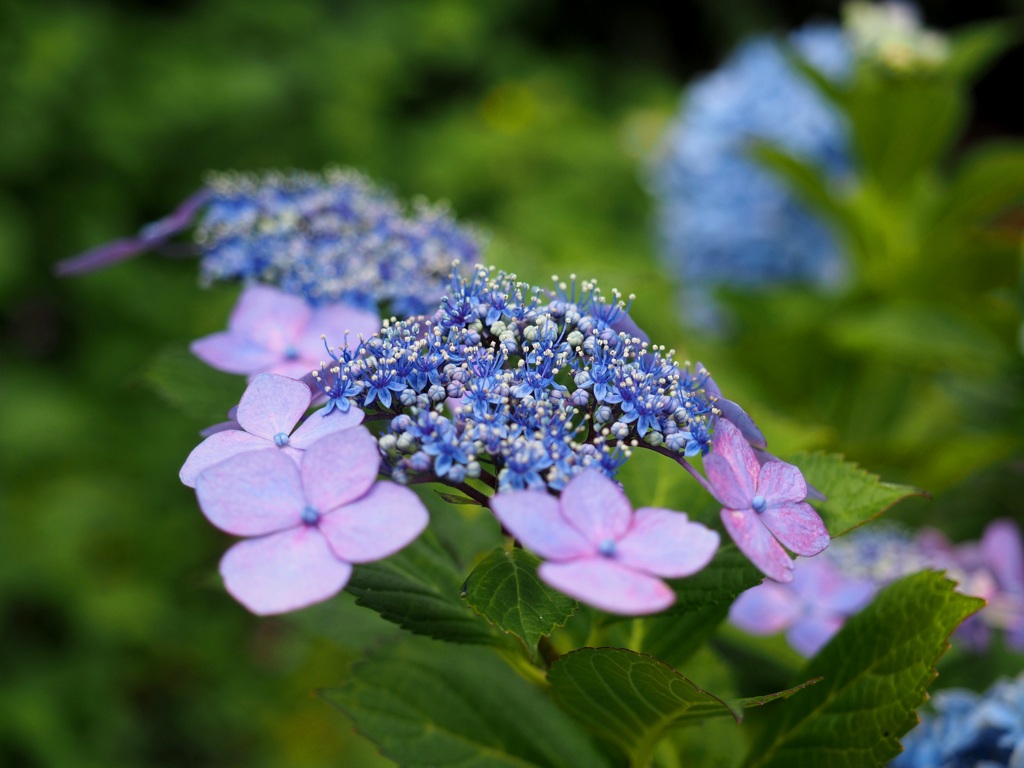 紫陽花