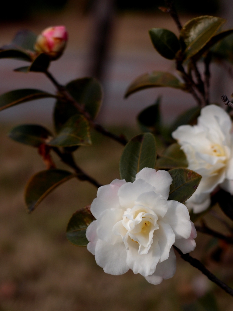 山茶花1