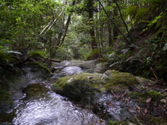 深緑