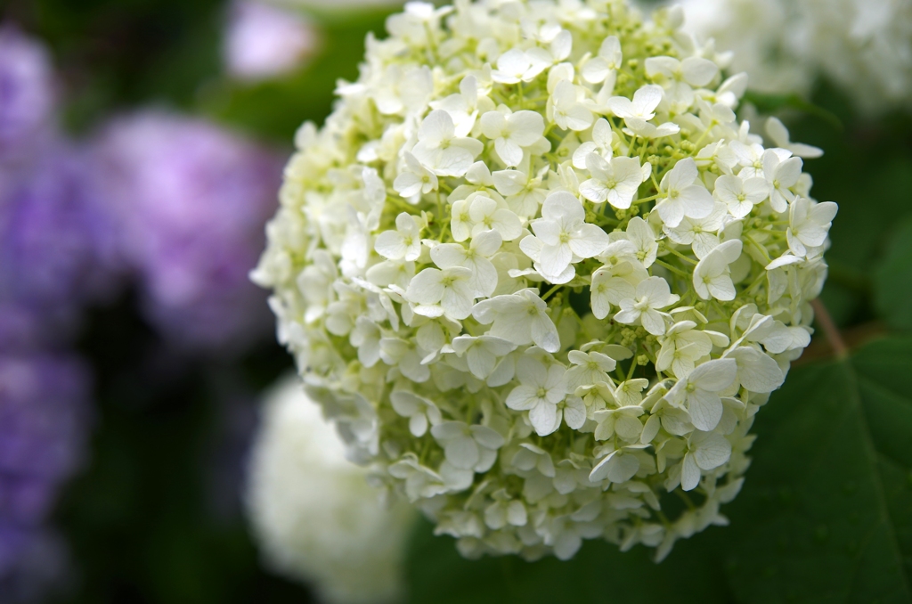 紫陽花～色とりどり　白～
