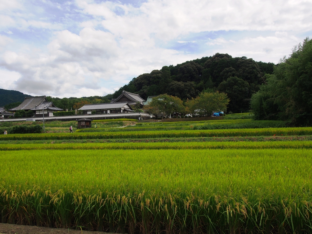 明日香の風景　橘寺