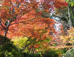 高野山　紅葉４