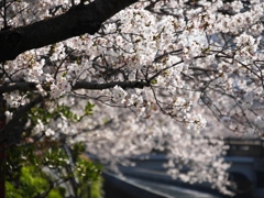 川辺の桜