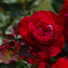 薔薇いろいろ4