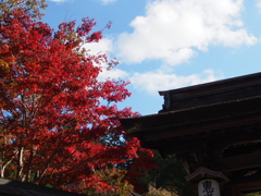 高野山　紅葉2