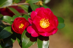 山茶花