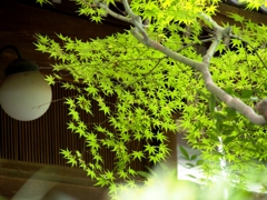 青もみじ~薬師寺～