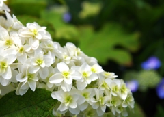 紫陽花～白～