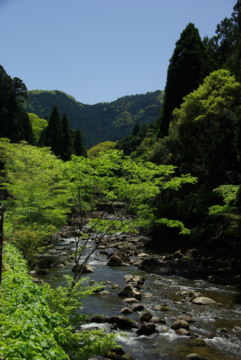 新緑の季節