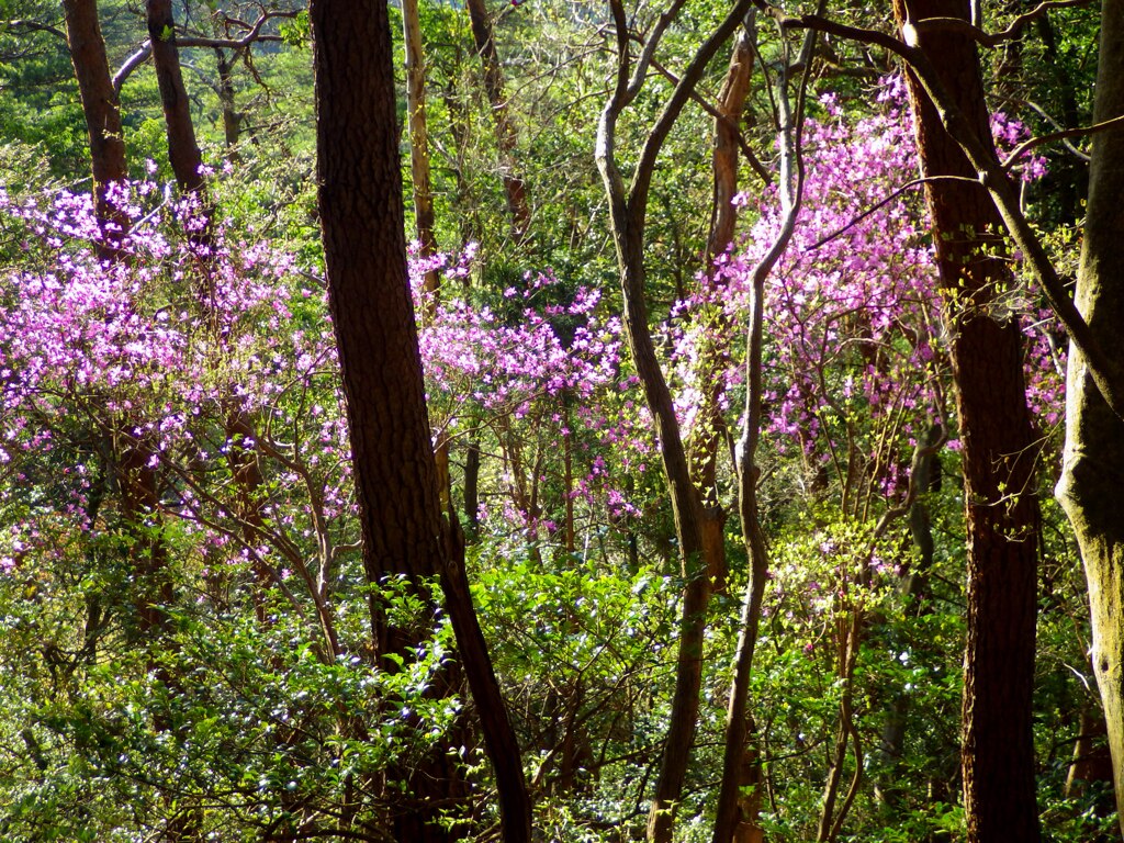 里山の春