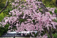 しだれ桜3