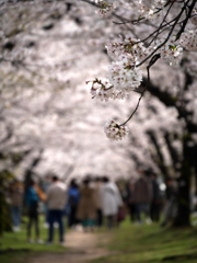 桜並木