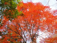 登山道のもみじ