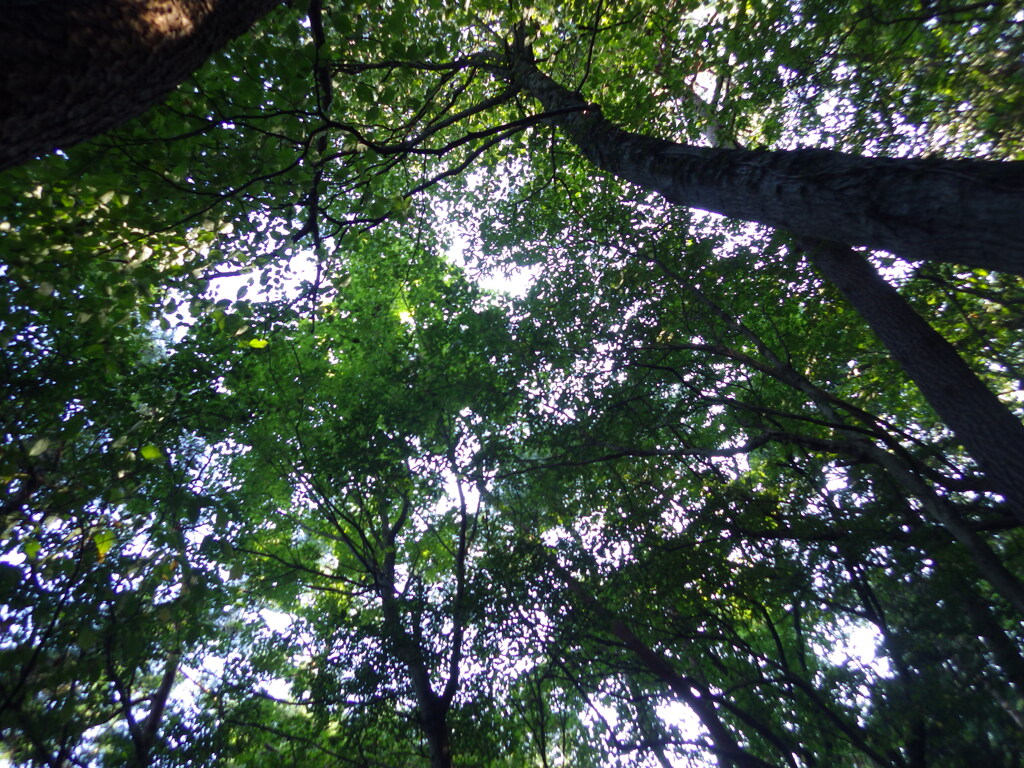夏山光景Ⅲ