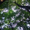 夏山光景Ⅲ