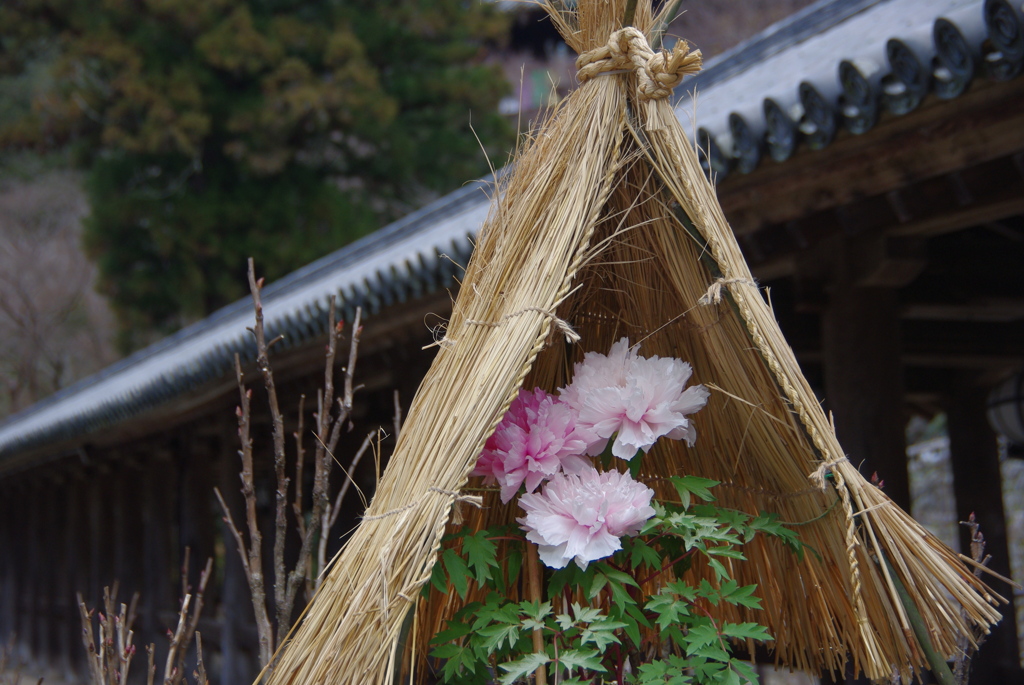 長谷寺冬景色・寒牡丹