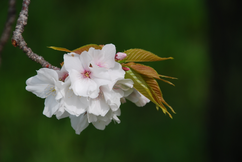 SAKURAⅡ