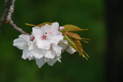 SAKURAⅡ