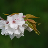 SAKURAⅡ