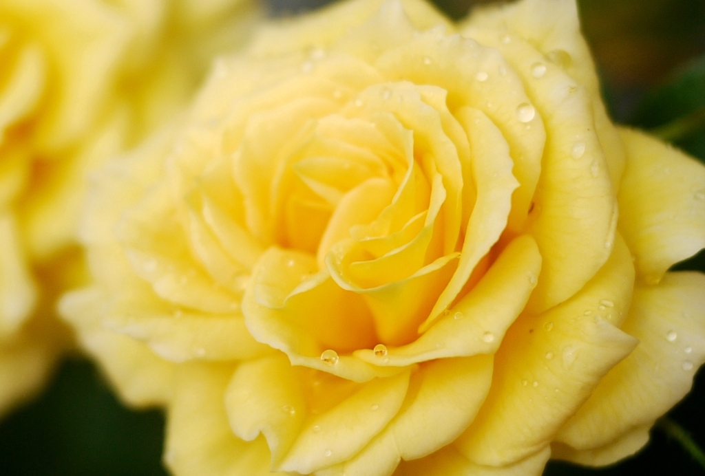 庭の薔薇