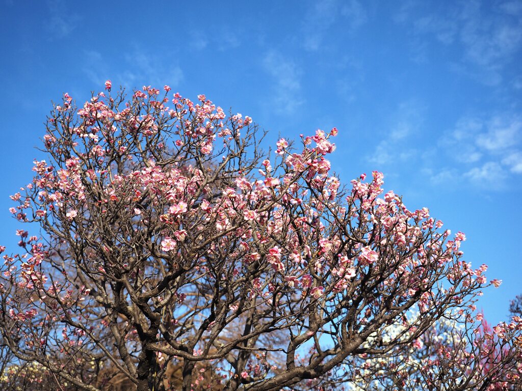 青空に紅梅