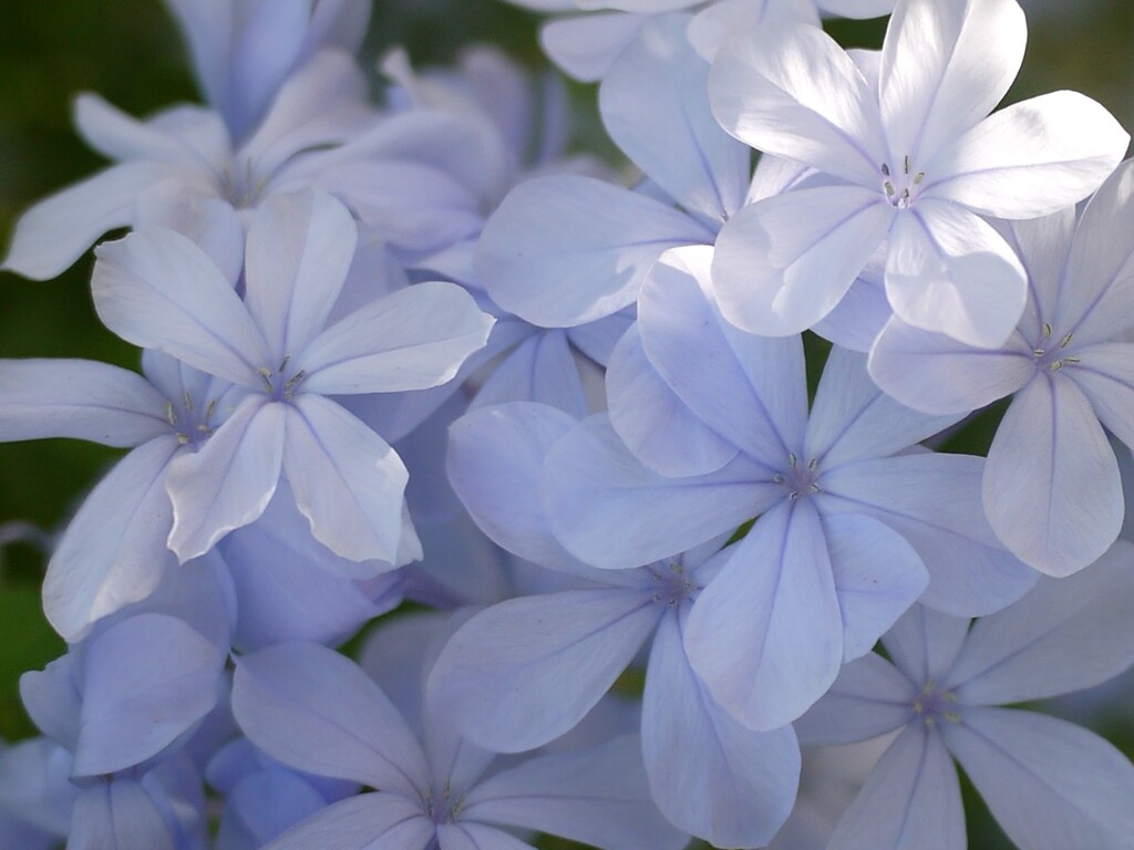 近所の庭花