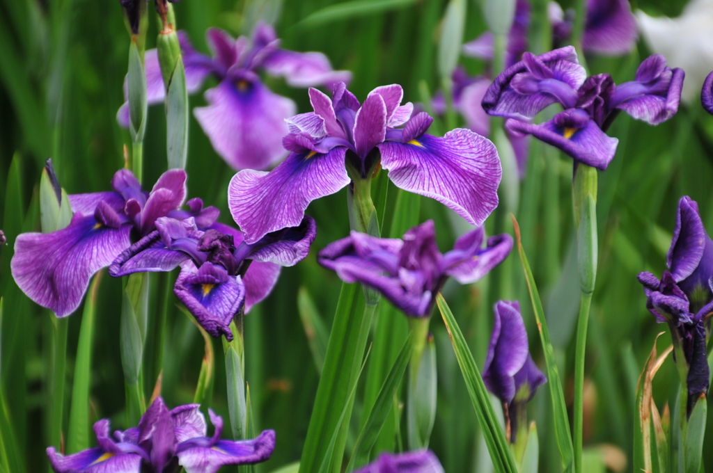 花菖蒲2 by haira （ID：13535376） - 写真共有サイト:PHOTOHITO