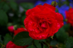 Rose of my home 2