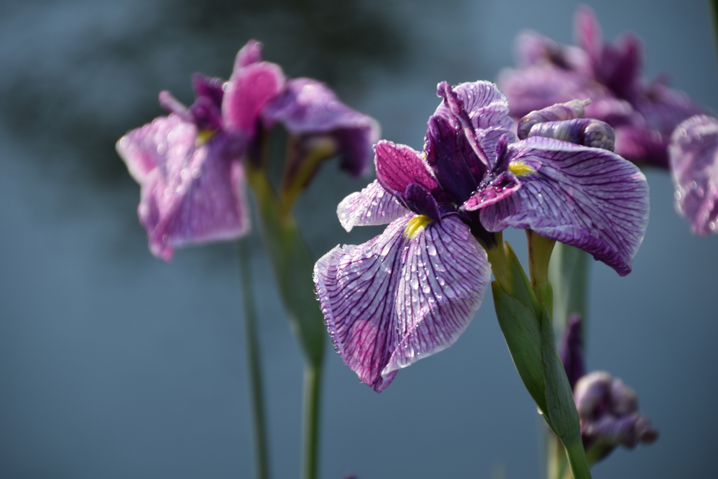 花菖蒲Ⅰ