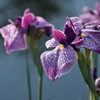 花菖蒲Ⅰ