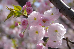 八重桜