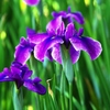 菖蒲1