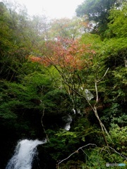 台高山脈渓流3