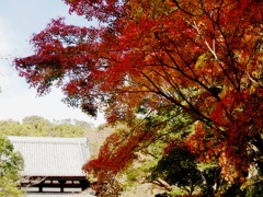 根来寺 紅葉