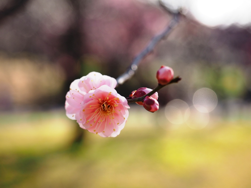 春の日差しのなか