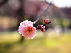 春の日差しのなか