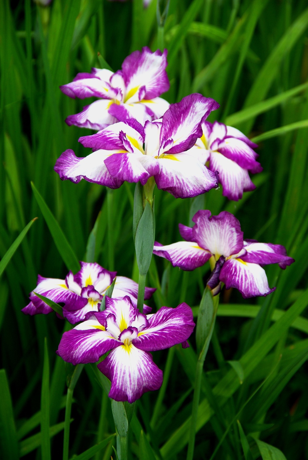 花菖蒲3
