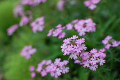 路辺の花