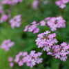 路辺の花