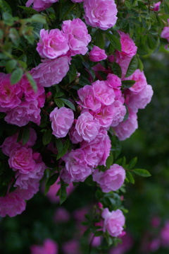 GardenRose4