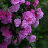 GardenRose4