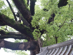 御神木