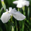 菖蒲3