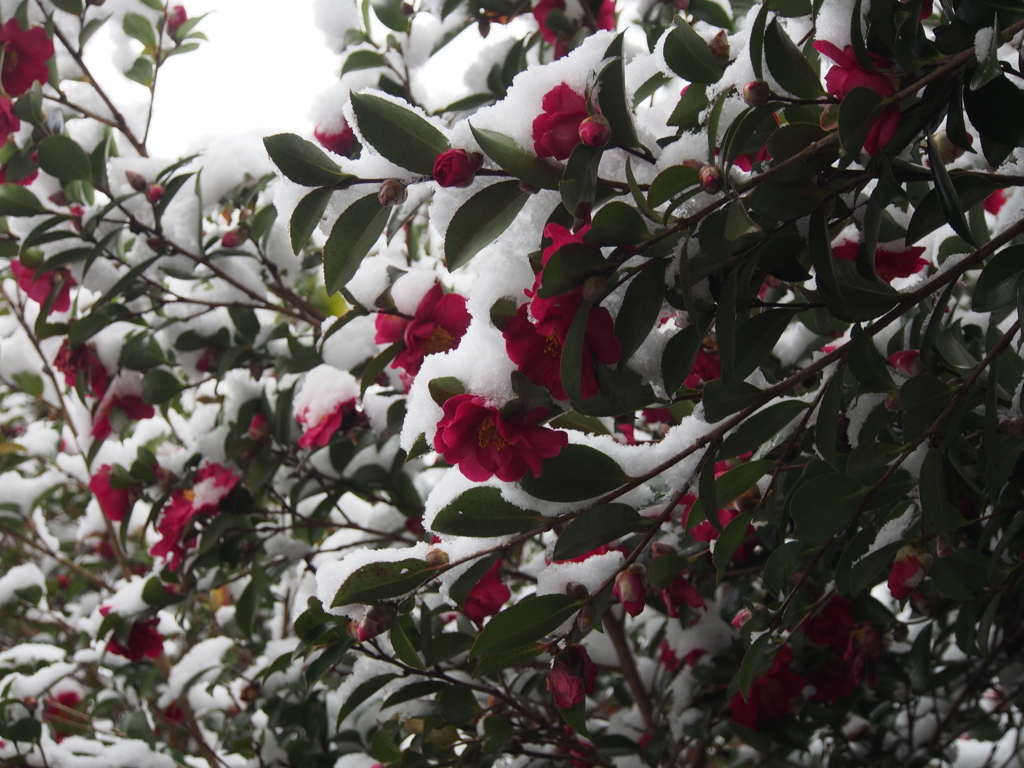 真っ赤な山茶花に雪